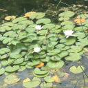 sapphic-story avatar