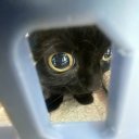 sapphicevergarden avatar