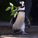 sapphicpenguin avatar