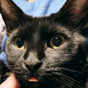 sapphicsaphiro avatar