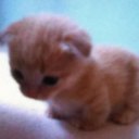 sapphicshadow avatar