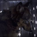 sapphicwerewolf avatar