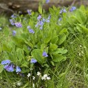 sapphire-staccato avatar