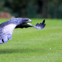 sapphireeaglequill avatar