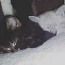 sapphirehydra avatar