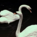 sapphiresandspiders avatar