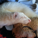 sapphireshelle91 avatar