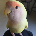 sapphiresnail avatar