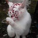 sapphomasochism avatar