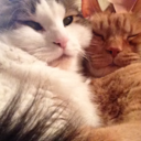 sarafinnimore avatar