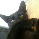 sarah-forstie avatar