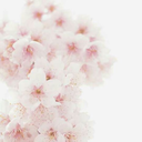 sarah-jiumausi avatar