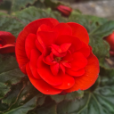 sarah-starlight avatar