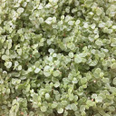 sarahausjever avatar