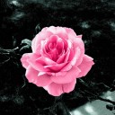 sarahbearquartz avatar