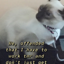 sarahecsplojian avatar