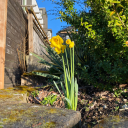 sarahjumpsintothesun avatar