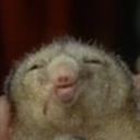 sarahmascarara avatar