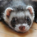sarahtheferret avatar