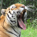 sarahtheslightlymadcrafter avatar