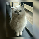 sarapgibikadin0 avatar