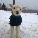 saras-azombiegirl avatar