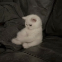 saraskenderii avatar