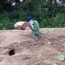 sarcasmshield avatar