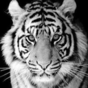 sarcastic-ailurophile avatar