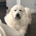 sarcasticmilkstache avatar