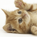 sarenarterius avatar