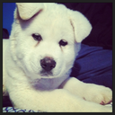 sargenfriends avatar