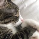 sarilsakgecerki avatar