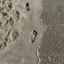 sarithescientist avatar