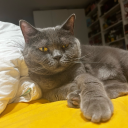 sarsakogrencii avatar