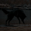 sascha-hoffmann avatar