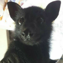 sasha-untermensch avatar