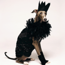 sashayshantae avatar