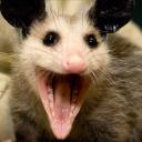 sasquapossum avatar