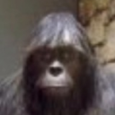 sasquatch-spotted avatar
