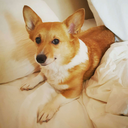 sassylittlecorgis avatar