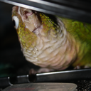 sassylittleluna avatar