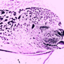 sassylittlephoque avatar