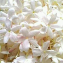 sassywizardrebel avatar