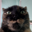 satana-banana avatar