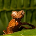 satanicleaftailedgeko avatar