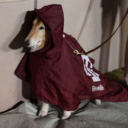 satanicnipnops avatar