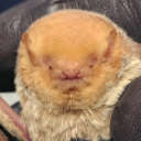 satans-lil-angel avatar