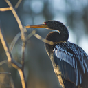 satansrightsock avatar