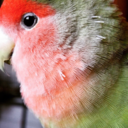 satellite-of-saturn avatar